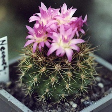 Neoporteria wagenknechtii