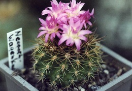 Neoporteria wagenknechtii