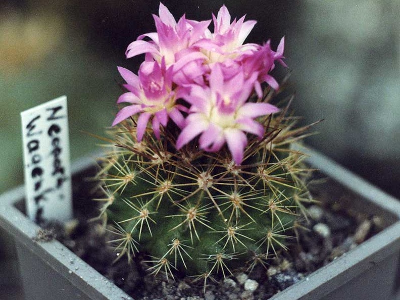 Neoporteria wagenknechtii