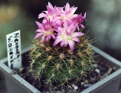 Neoporteria wagenknechtii