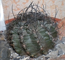 Neoporteria  crispa