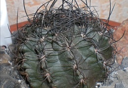 Neoporteria  crispa