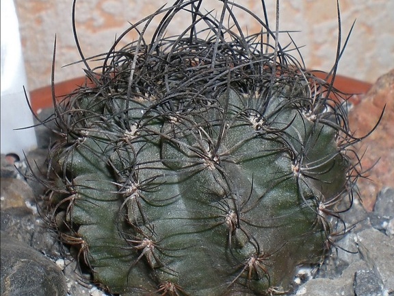 Neoporteria  crispa