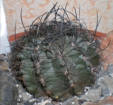 Neoporteria  crispa