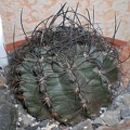 Neoporteria  crispa