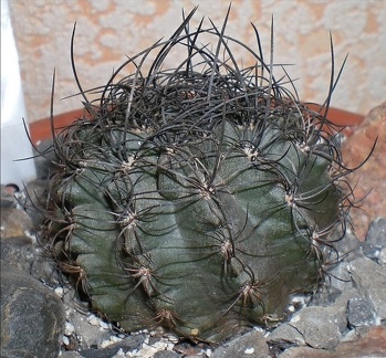 Neoporteria  crispa