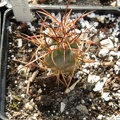Neoporteria chilensis