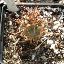 Neoporteria chilensis