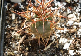 Neoporteria chilensis