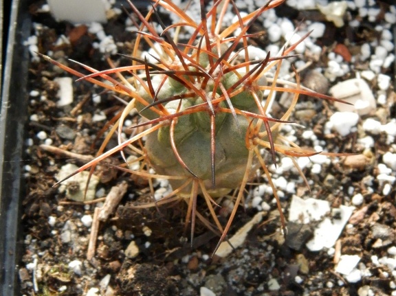 Neoporteria chilensis