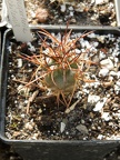 Neoporteria chilensis