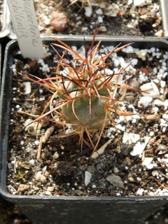 Neoporteria chilensis