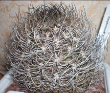 Neoporteria gerocephala