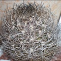 Neoporteria gerocephala