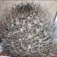 Neoporteria gerocephala