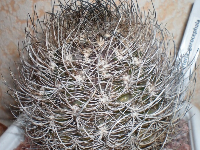 Neoporteria gerocephala