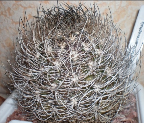 Neoporteria gerocephala