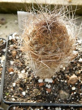 Neoporteria laniceps