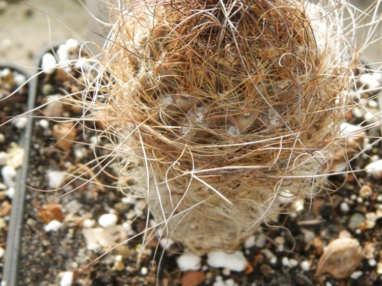 Neoporteria laniceps