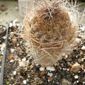 Neoporteria laniceps