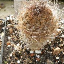 Neoporteria laniceps