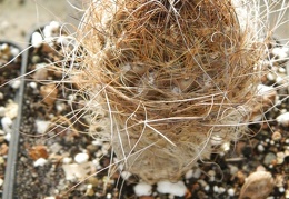 Neoporteria laniceps