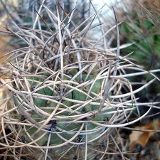 Neoporteria microsperma Eriosyce subgibbosa Burzak FG