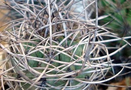 Neoporteria microsperma Eriosyce subgibbosa Burzak FG