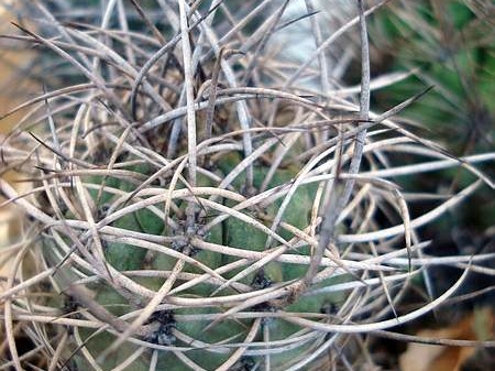 Neoporteria microsperma Eriosyce subgibbosa Burzak FG