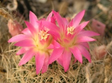 Neoporteria senilis