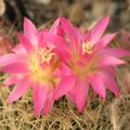 Neoporteria senilis