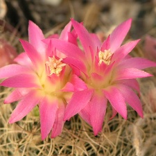 Neoporteria senilis