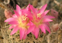 Neoporteria senilis