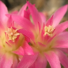 Neoporteria senilis center of flower