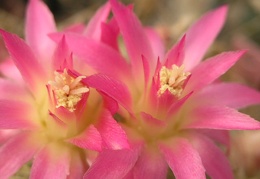 Neoporteria senilis center of flower