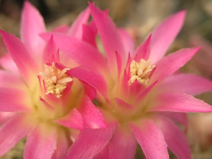 Neoporteria senilis center of flower