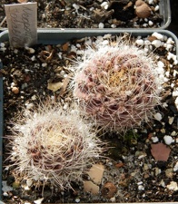 Neoporteria sociabilis