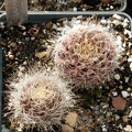 Neoporteria sociabilis