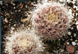 Neoporteria sociabilis