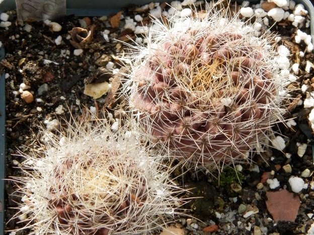 Neoporteria sociabilis