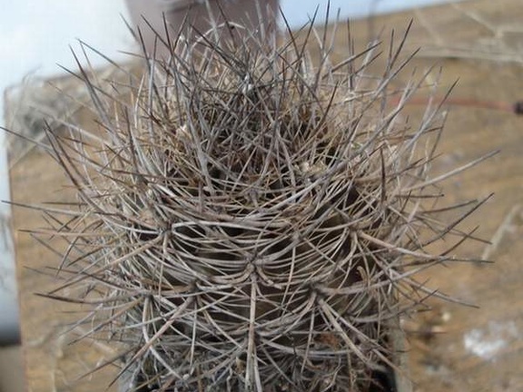 Neoporteria sp  Burzak FG