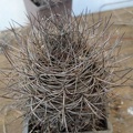 Neoporteria sp  Burzak FG