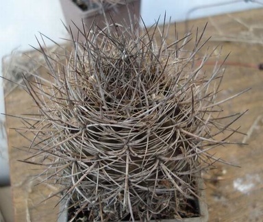 Neoporteria sp  Burzak FG