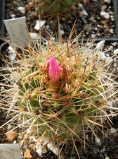 Neoporteria wagenknechtii-01