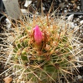 Neoporteria wagenknechtii-01