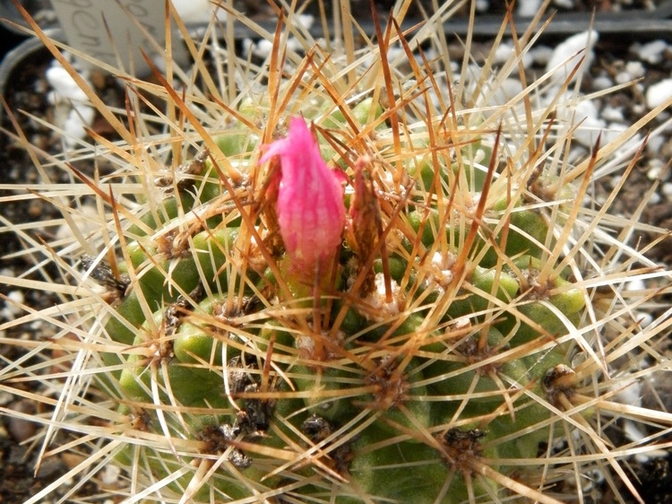 Neoporteria wagenknechtii-01