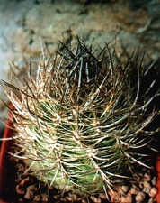 Neoporteria coimacensis