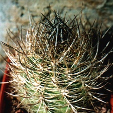 Neoporteria coimacensis