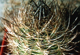 Neoporteria coimacensis