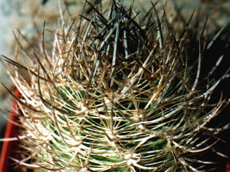 Neoporteria coimacensis
